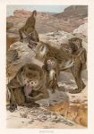 Baboons, 1895