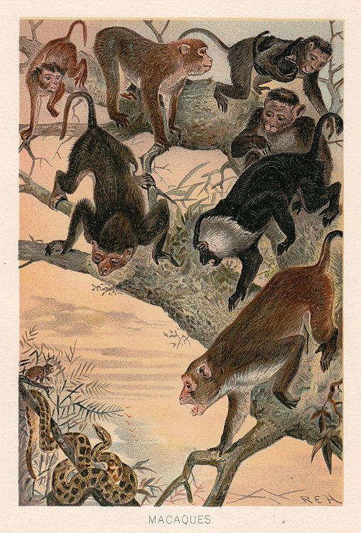 Macaques, 1895