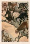 Macaques, 1895