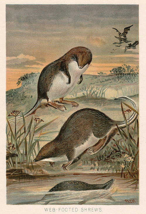 Web-Footed Shrews, 1895