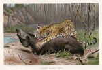 Jaguar Killing Tapir, 1895