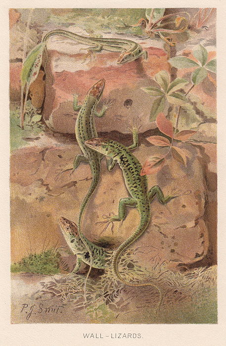 Wall-Lizards, 1895