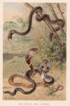 Rat-Snake and Cobras, 1895