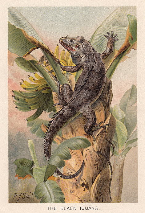 Black Iguana, 1895