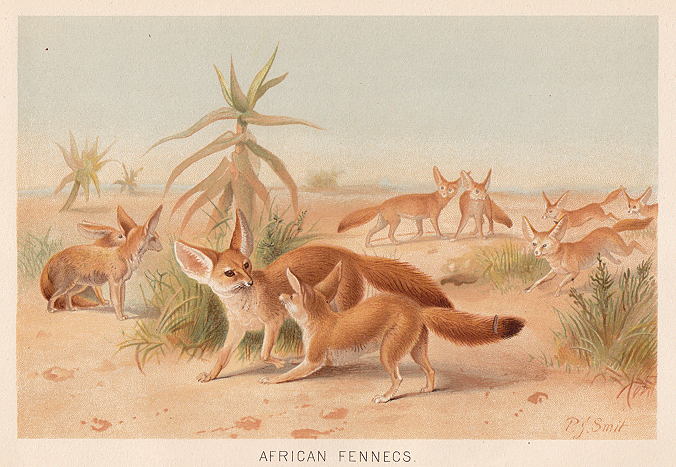 African Fennecs, 1895