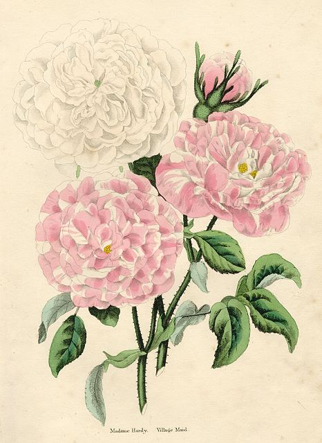 Roses, Madame Hardy & Village Maid, 1838