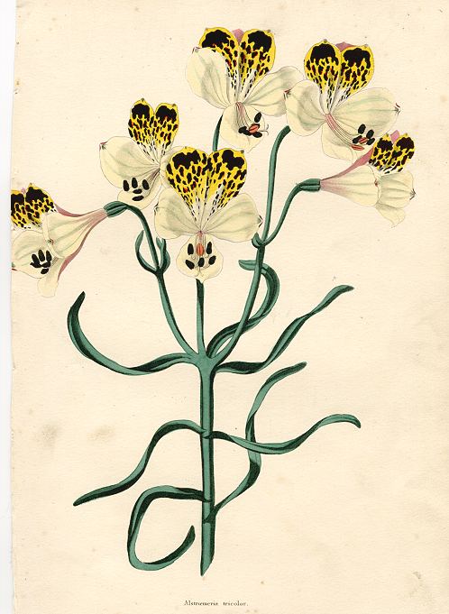 Alstroemeria Tricolor, 1838