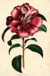 Camellia japonica, 1838