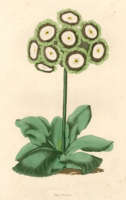 Page's Champion Auricula, 1838