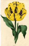 Tulip, Marcellus, 1838