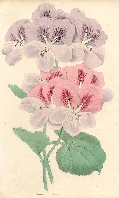 Pelargonium, Rosinante & Amelia, 1838