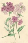 Phlox Drummondii, 1838