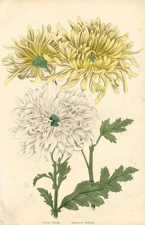 Chrysanthemums, Early Blush & Tasseled Yellow, 1838