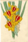 Gladiolus natalensis, 1838