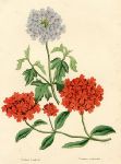 Verbana Lamberti & Verbena Melindres, 1838