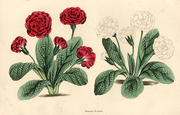 Primula Aeaulis, 1838