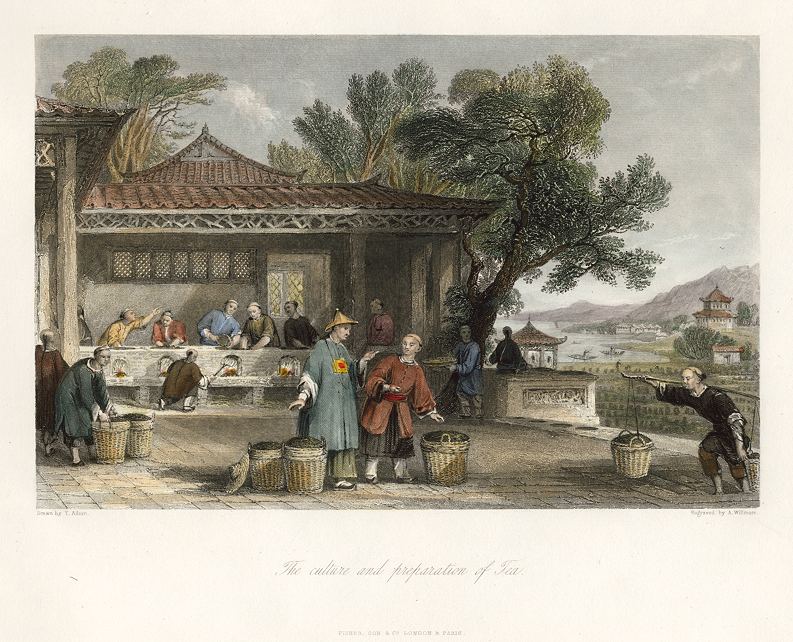 China, Preparation of Tea, 1843