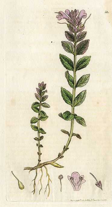 Velvetbells (Bartsia Alpina), Sowerby, 1796