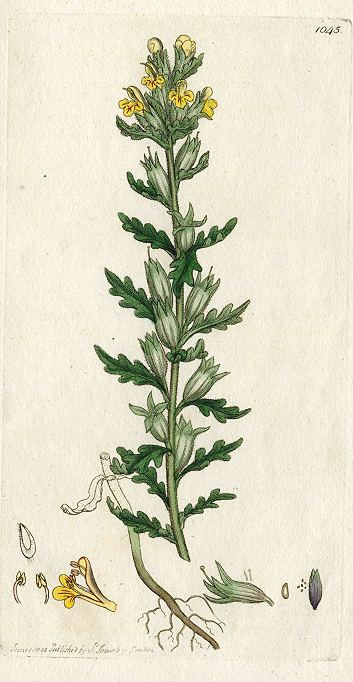 Yellow viscid bartsia (Bartsia Viscosa), Sowerby, 1802