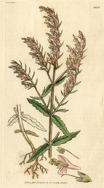 Red bartsia (Bartsia Odontites), Sowerby, 1805