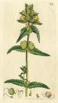 Yellow rattle (Rhinanthus Crista-Galli), Sowerby, 1799