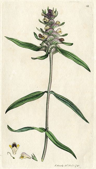 Crested cow-wheat (Melampyrum Cristatum), Sowerby, 1791