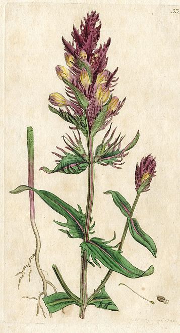 Purple cow-wheat (Melampyrum Arvense), Sowerby, 1792