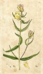 Common yellow cow-wheat (Melampyrum Pratense), Sowerby, 1793