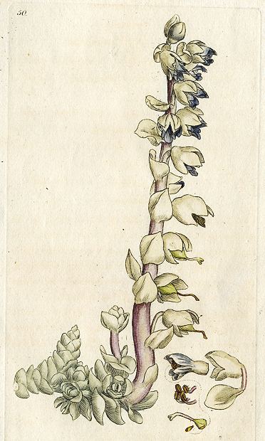 Greater tooth-wort (Lathraea Squamaria), Sowerby, 1792