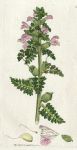 Marsh lousewort (Pedicularis Palustris), Sowerby, 1797