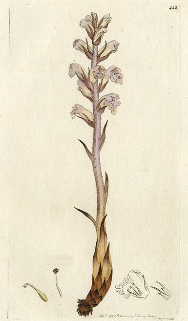 Lesser Broom-rape (Orobanche minor), Sowerby, 1797