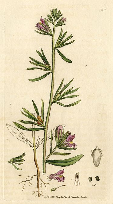 Lesser Snapdragon (Antirrhinum Orontium), Sowerby, 1803