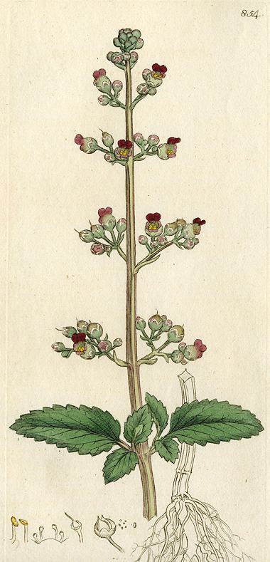 Water Figwort (Scrophularia aquatica), Sowerby, 1801