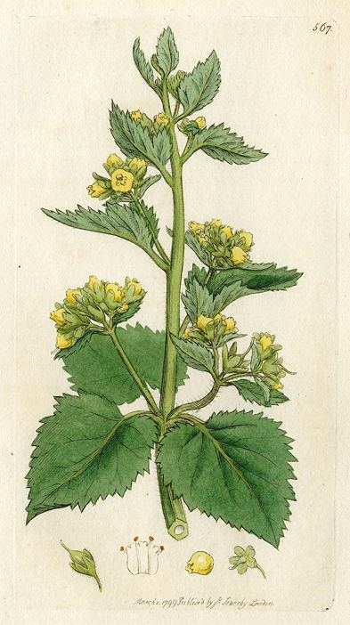 Yellow Figwort (Scrophularia vernalis), Sowerby, 1799