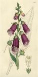 Purple Foxglove (Digitalis purpurea), Sowerby, 1804