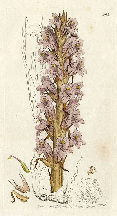 Tall Broom-rape (Orobanche elatior), Sowerby, 1799