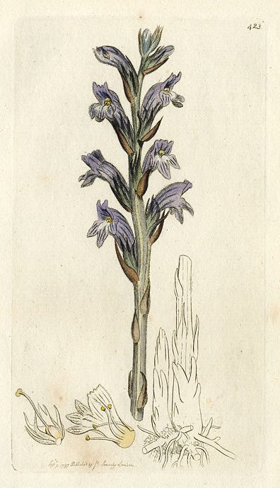 Purple Broom-rape (Orobanche caerulea), Sowerby, 1797