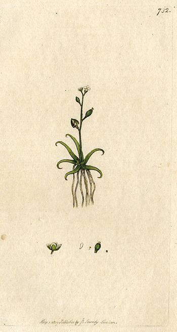 Awl-wort (Subularia aquatica), Sowerby, 1800