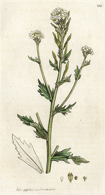 Twisted-podded Whitlow-grass (Draba incana), Sowerby, 1797