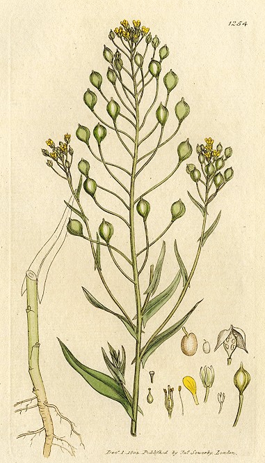 Gold of Pleasure (Alyssum sativum), Sowerby, 1803