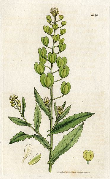 Smooth Mithridate Mustard or Penny-cress (Thlaspi arvense), Sowerby, 1806