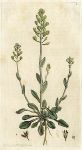 Alpine Shepherds Purse (Thlaspi alpestre), Sowerby, 1793