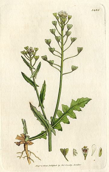 Common Shepherds Purse (Thlaspi Bursa-Pastoris), Sowerby, 1805