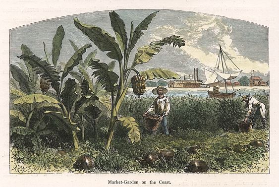 USA, Louisiana, Market Garden on the Coast, 1875