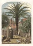 USA, Florida, date palm in St.Augustine, 1875