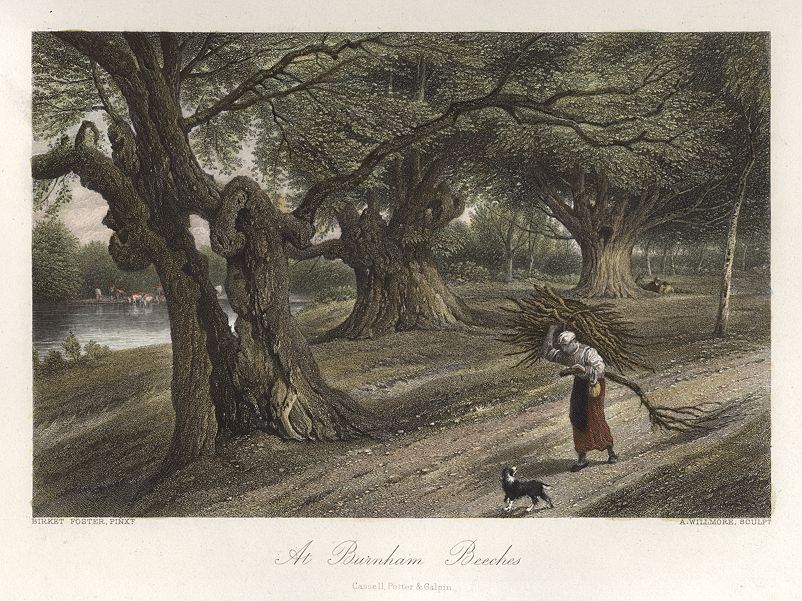 Buckinghamshire, Burnham Beeches, 1875