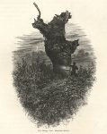 Buckinghamshire, Burnham Beeches, the Monkey Tree, 1875