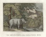 Africa, Hippopotamus of the Cape of Good Hope, 1823