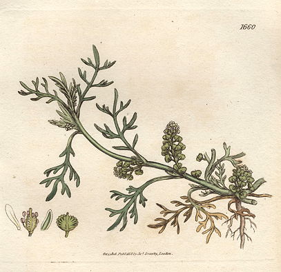 Common Wart-cress (Coronopus Ruellii), Sowerby, 1806