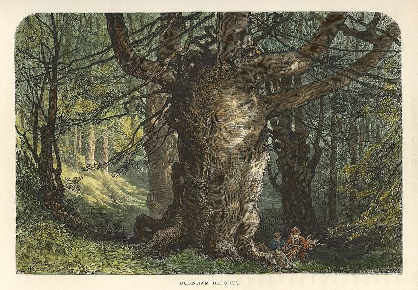 Buckinghamshire, Burnham Beeches, 1875